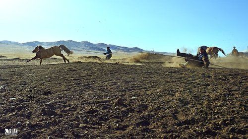 Mongolian horseman