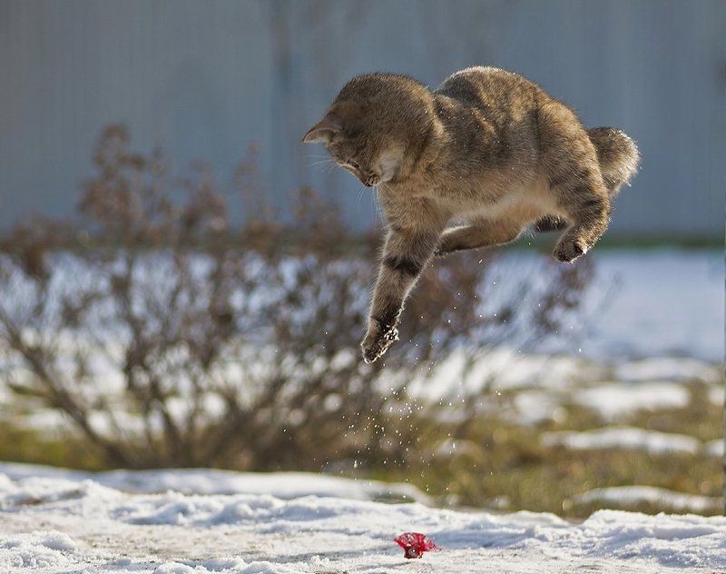 Про трехлапую кошку фото превью