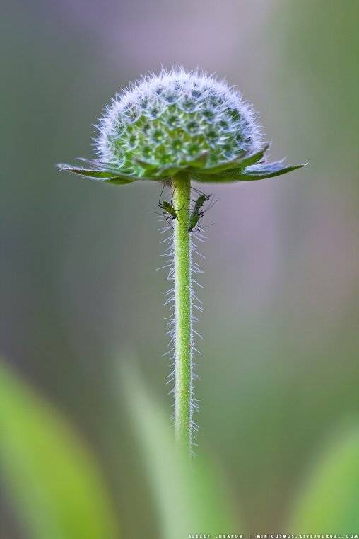 тля, короставник, Алексей Лобанов