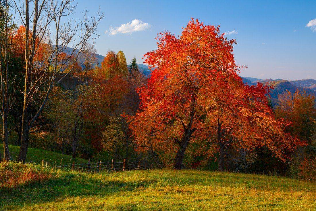 , Ярослав Тюрменко (Jaremi)