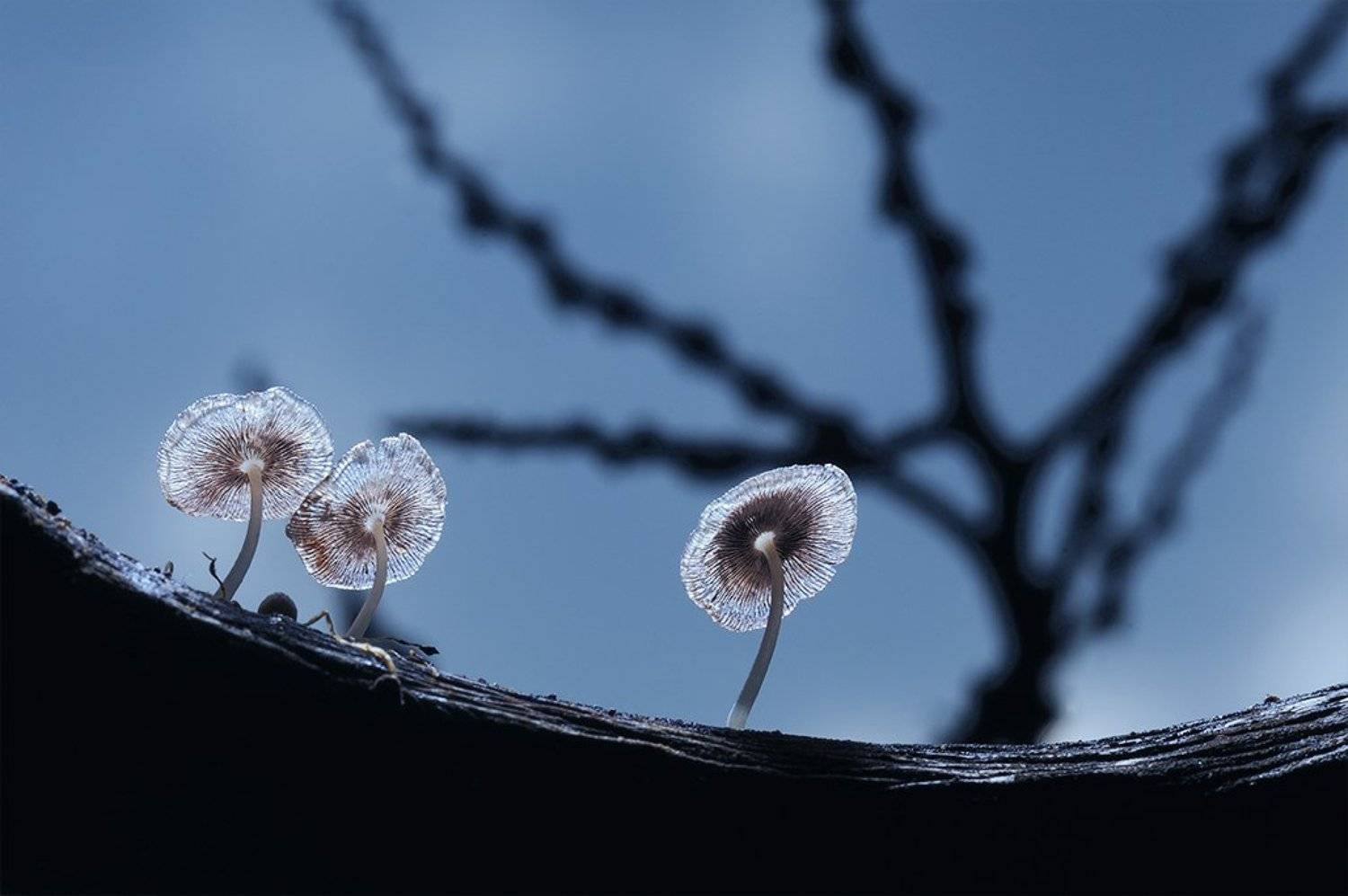 Macro, Mushrooms, Nature, Winter, Beni Arisandi