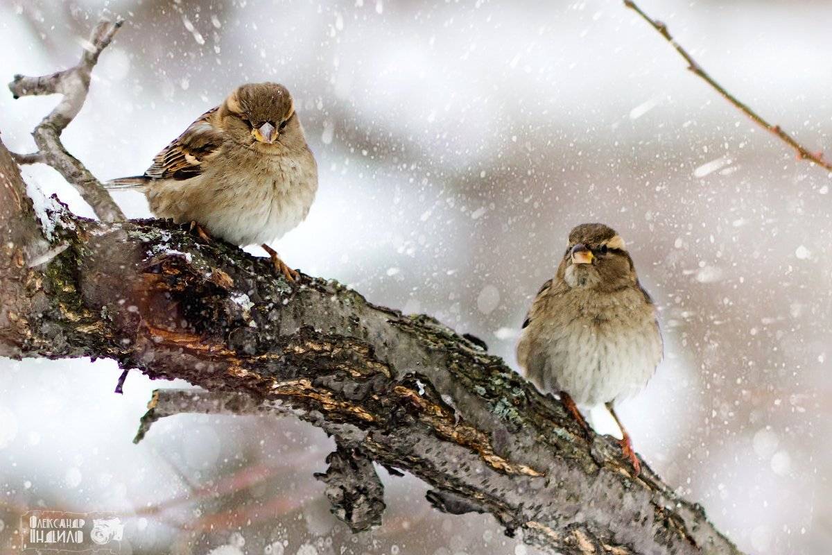 , Александр Индыло
