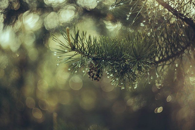 После дождя фото превью