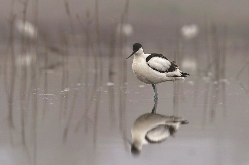 avocet, саблеклюн, шилоклювка recurvirostra avosett В начале туманное утро фото превью