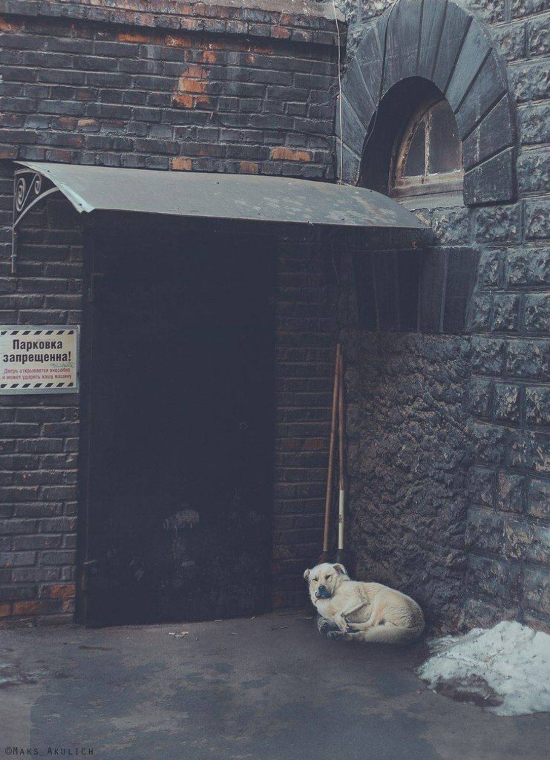 Дворы, Красноярск, Пес, Проспект Мира, Акулич Макс