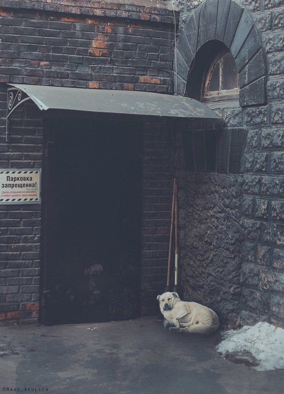 Дворы, Красноярск, Пес, Проспект Мира Пёс фото превью