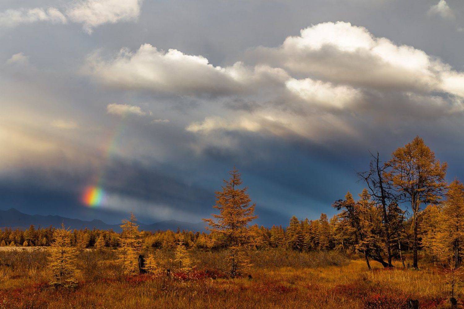 якутия, кенилибит, хребет черского, козгинский хребет, момский улус, лиственница, радуга, Кирилл Уютнов