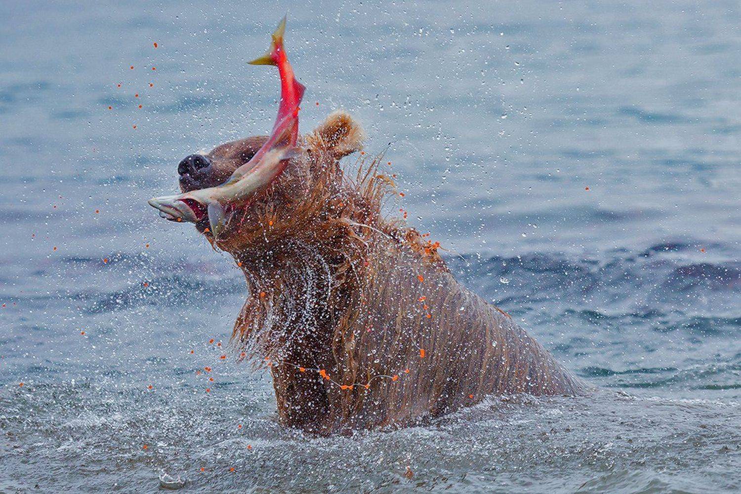 Икра, Камчатка, Медведь, Озеро, Рыба, Рыбалка, Денис Будьков