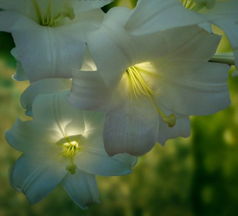 Фонарики фото превью