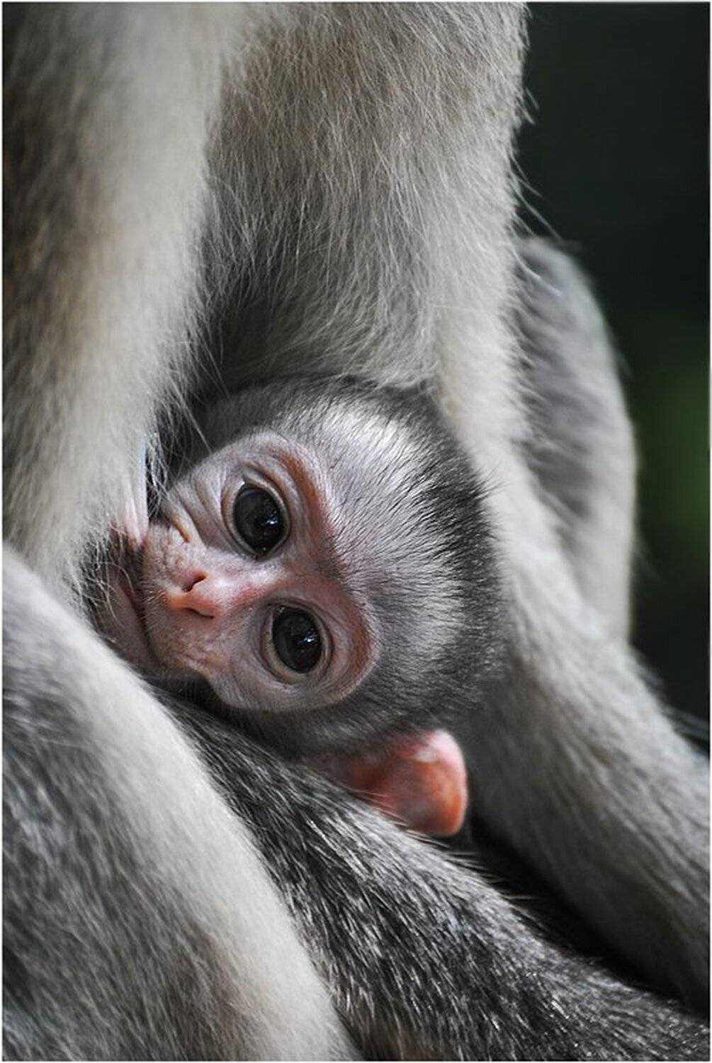 обезьяны, мартышка, приматы, Михаил Туркеев