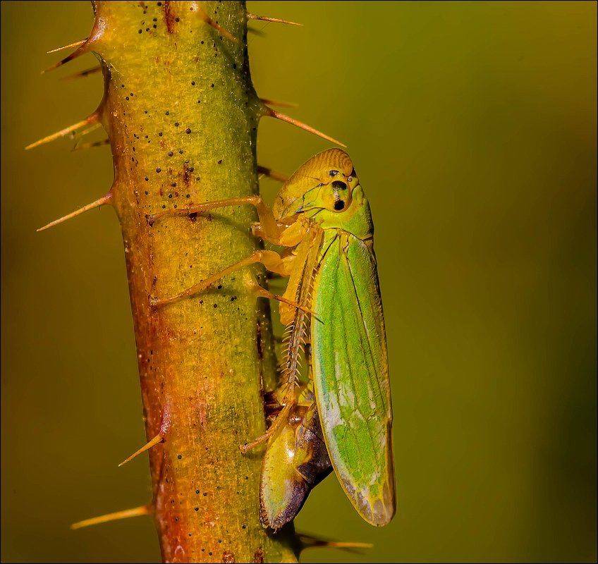 , Бурлов Андрей