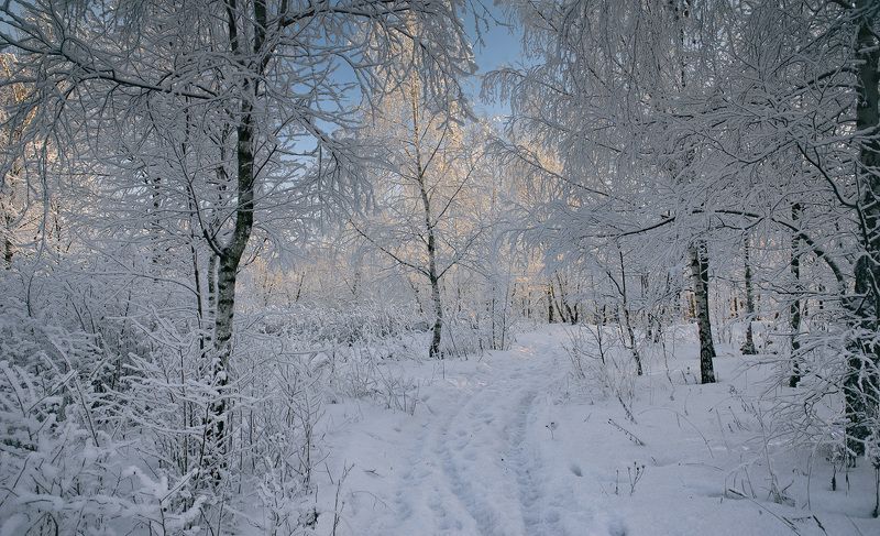 Тропинками зимы... фото превью