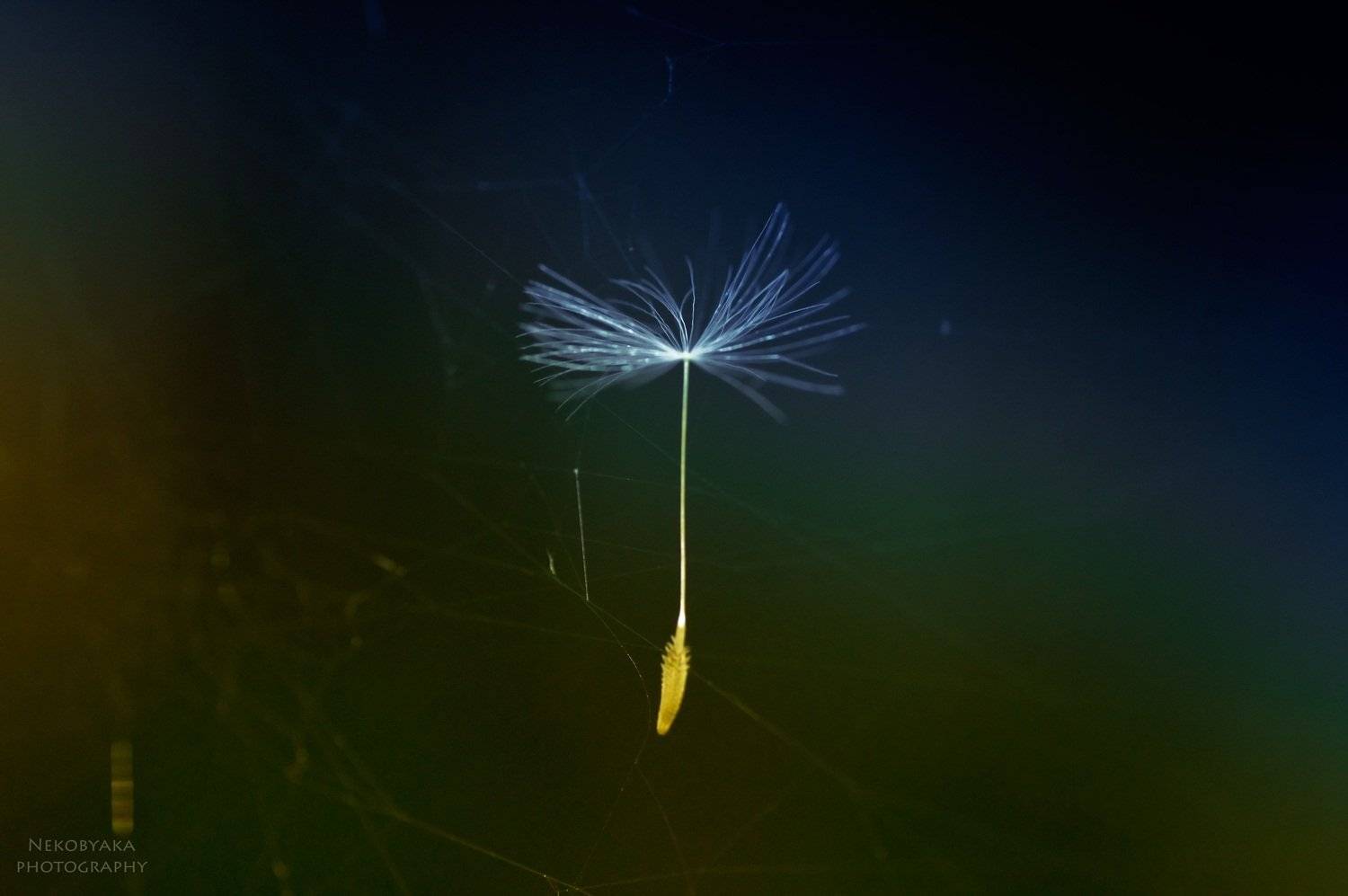 макро, семена, одуванчик, паутина, macro, seed, dandelion, spiderweb, Мамакова Анжелика