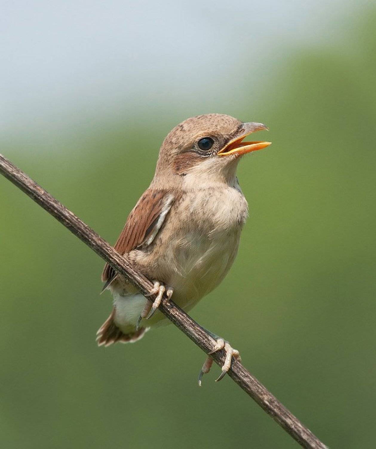 , Александр Смолкин
