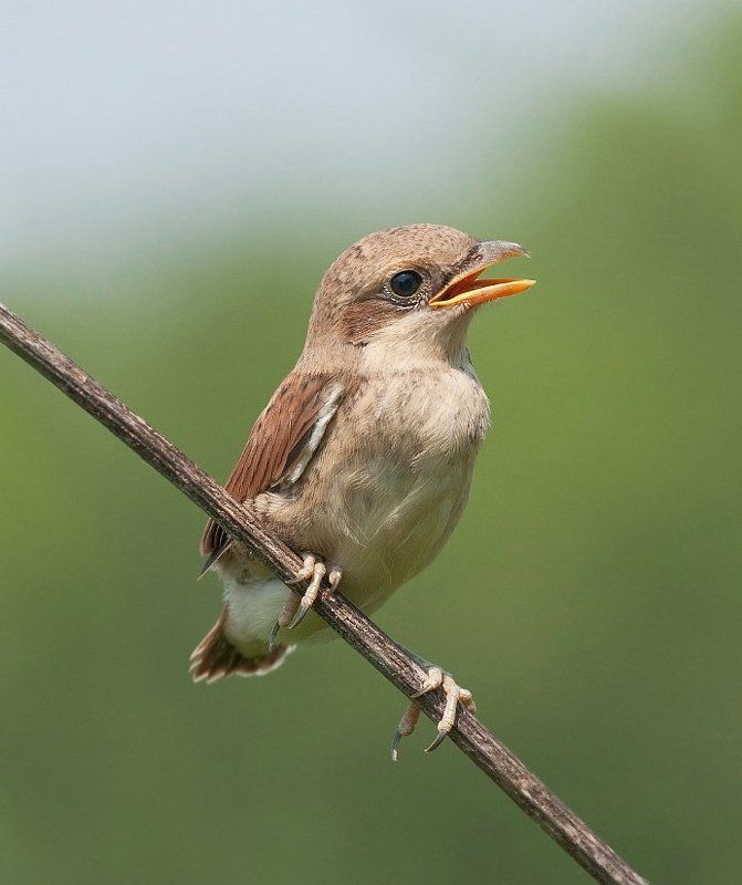Малыш фото превью