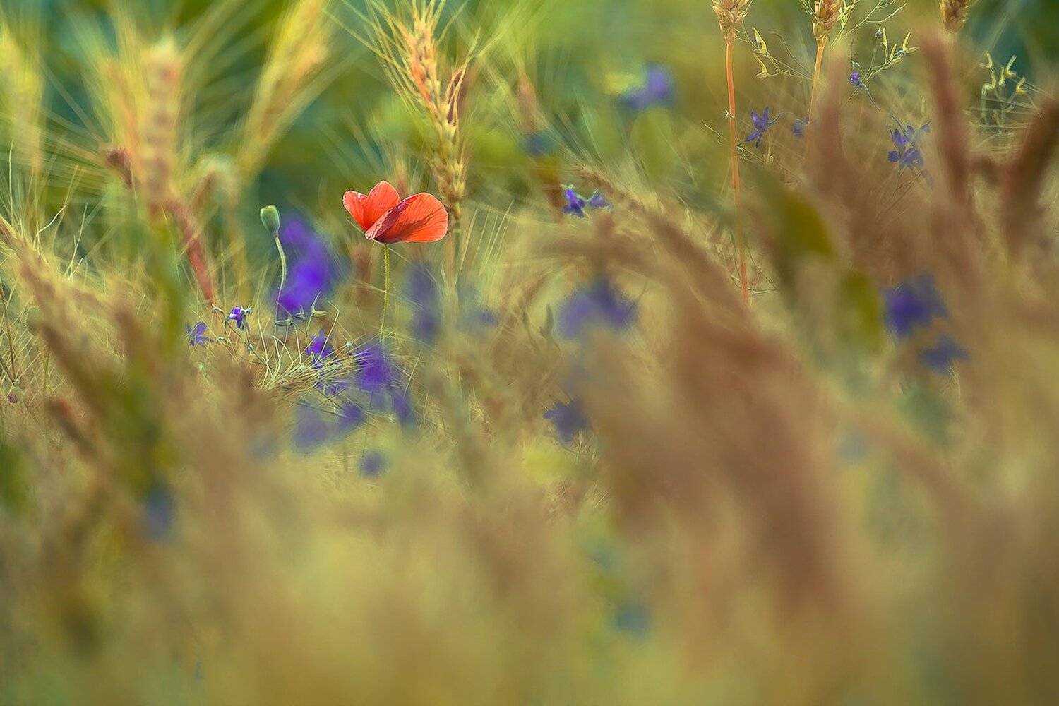 , Gabriel Prescornita