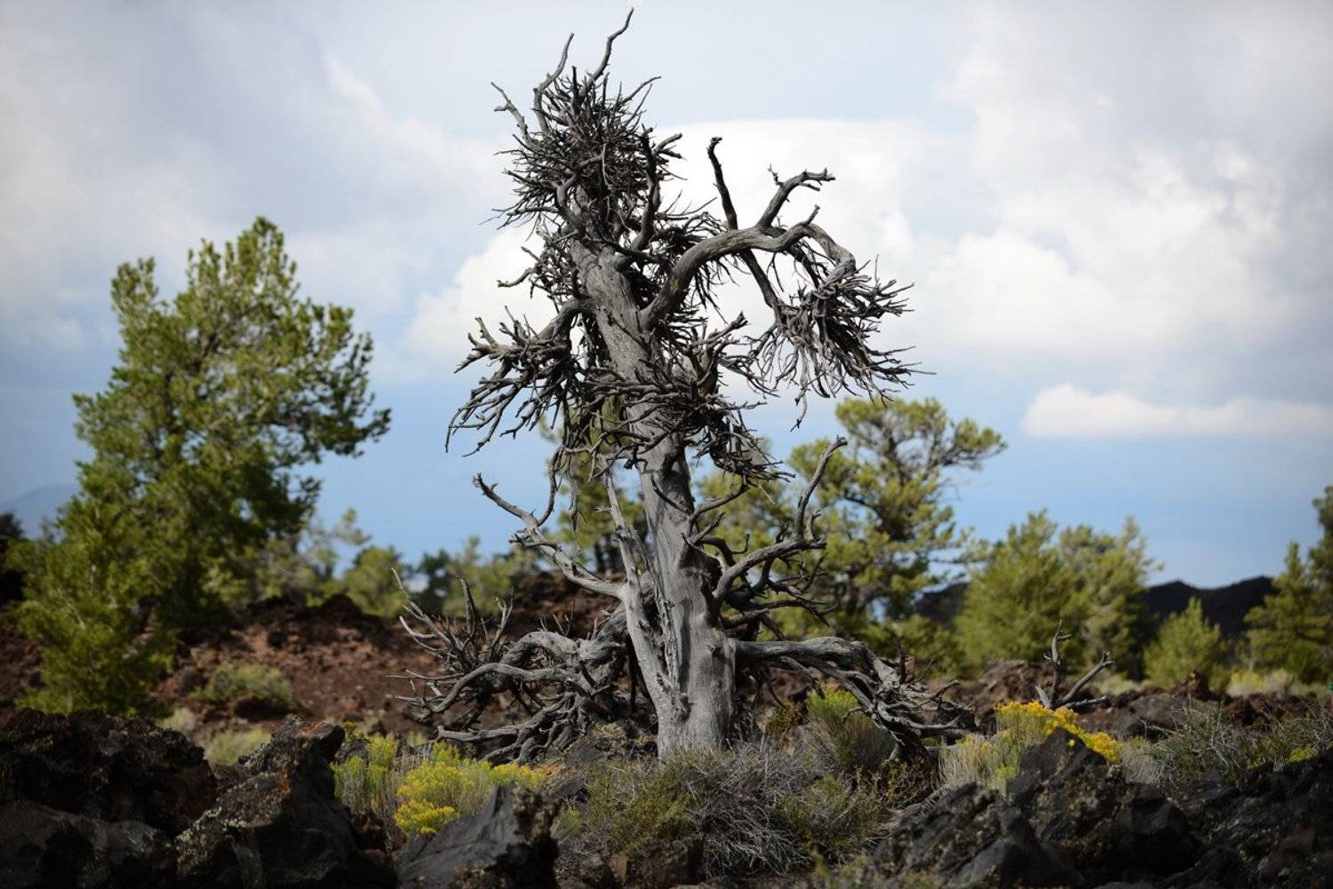 , балаганофф