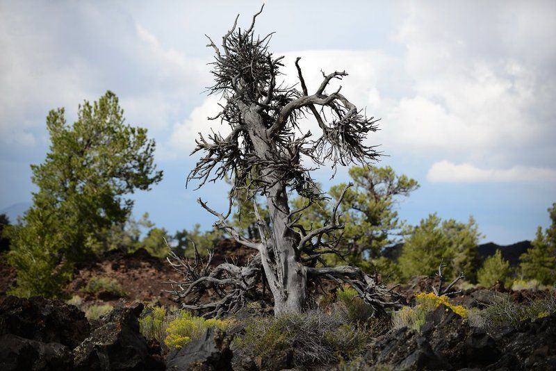 мертвое дерево фото превью