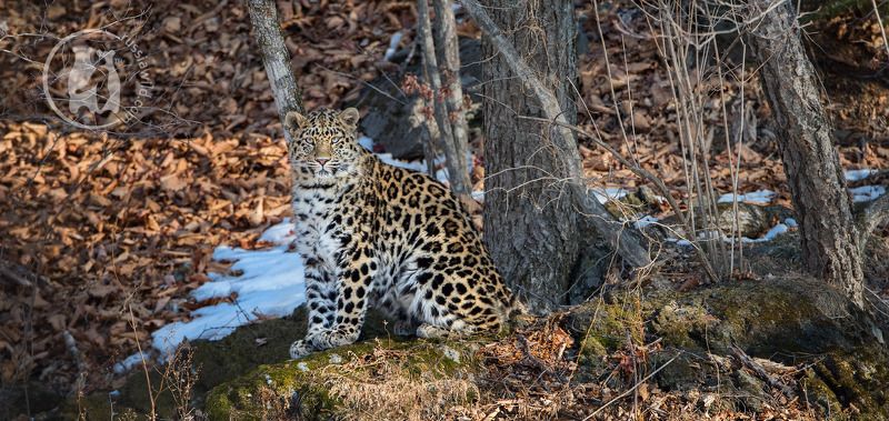 Однажды солнечным утром фото превью