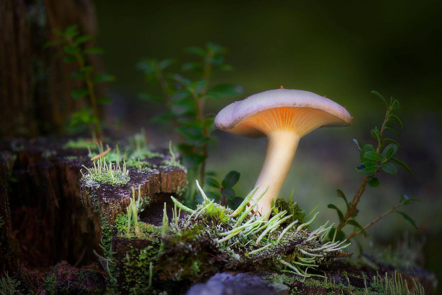 , Mariyana Atanasova - Lucero