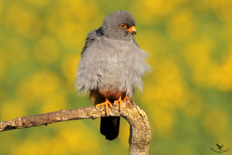 Кобчик фото превью