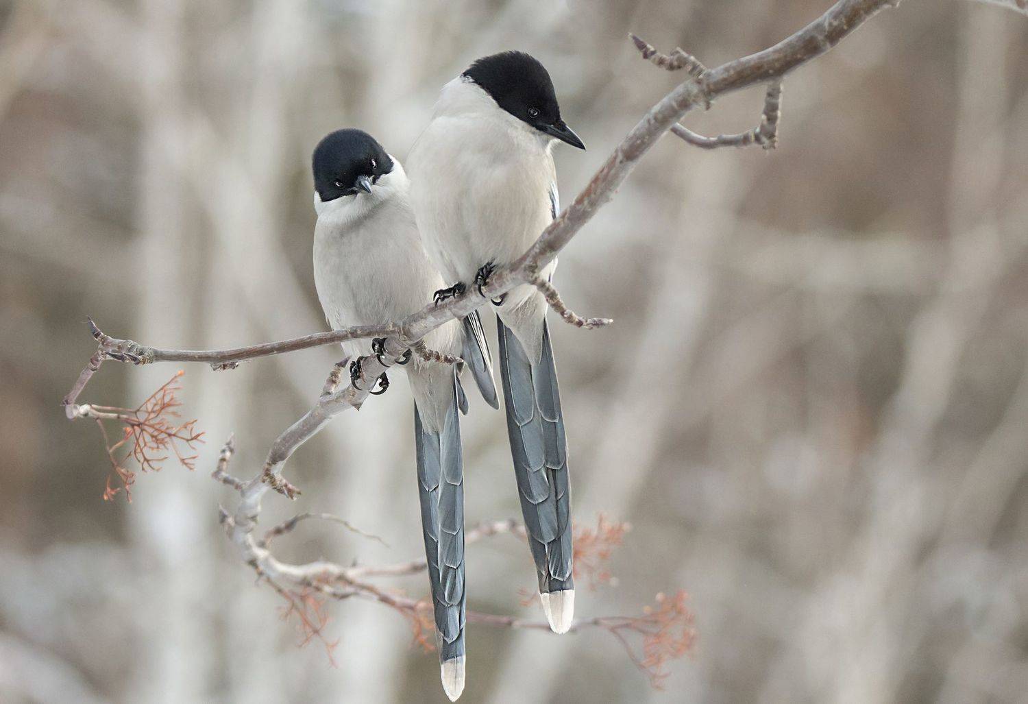 голубые, сороки, Коледова Ирина