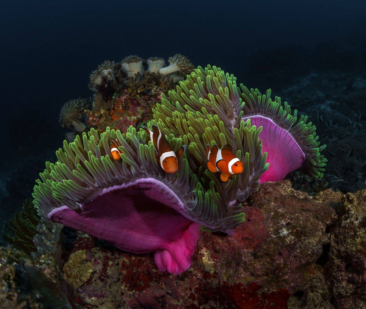 , Савин Андрей