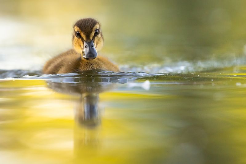 Duck фото превью