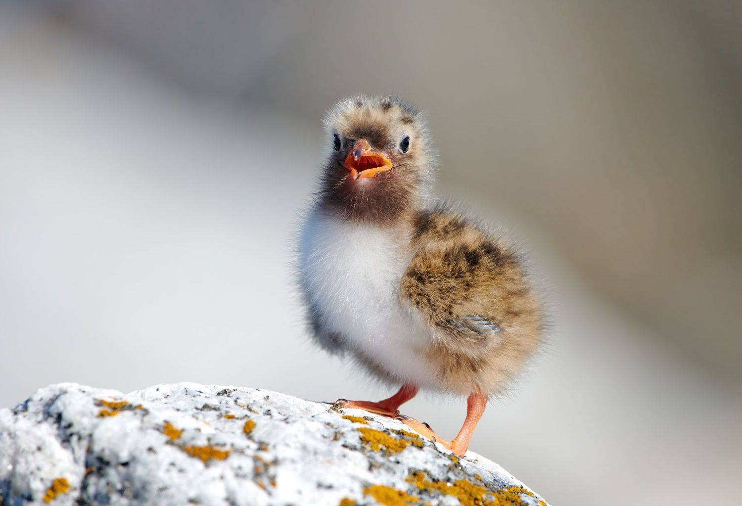 #bird #wildlife #nature #birdphotography, Александр Семенов