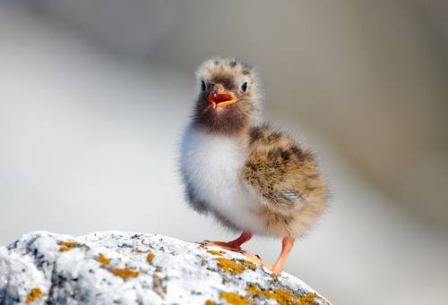 Птенец крачки