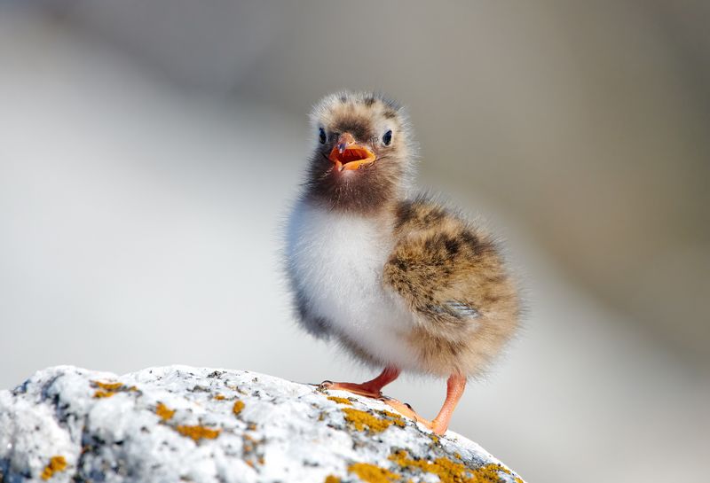 #bird #wildlife #nature #birdphotography Птенец крачки фото превью