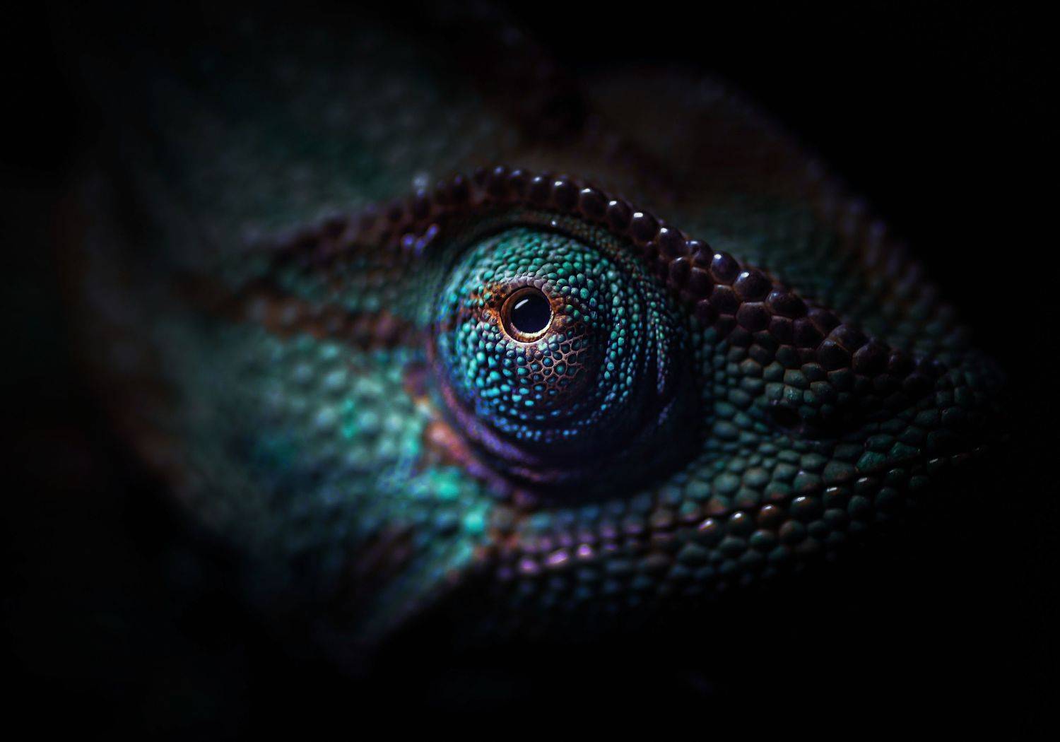 , Лапшина Владлена