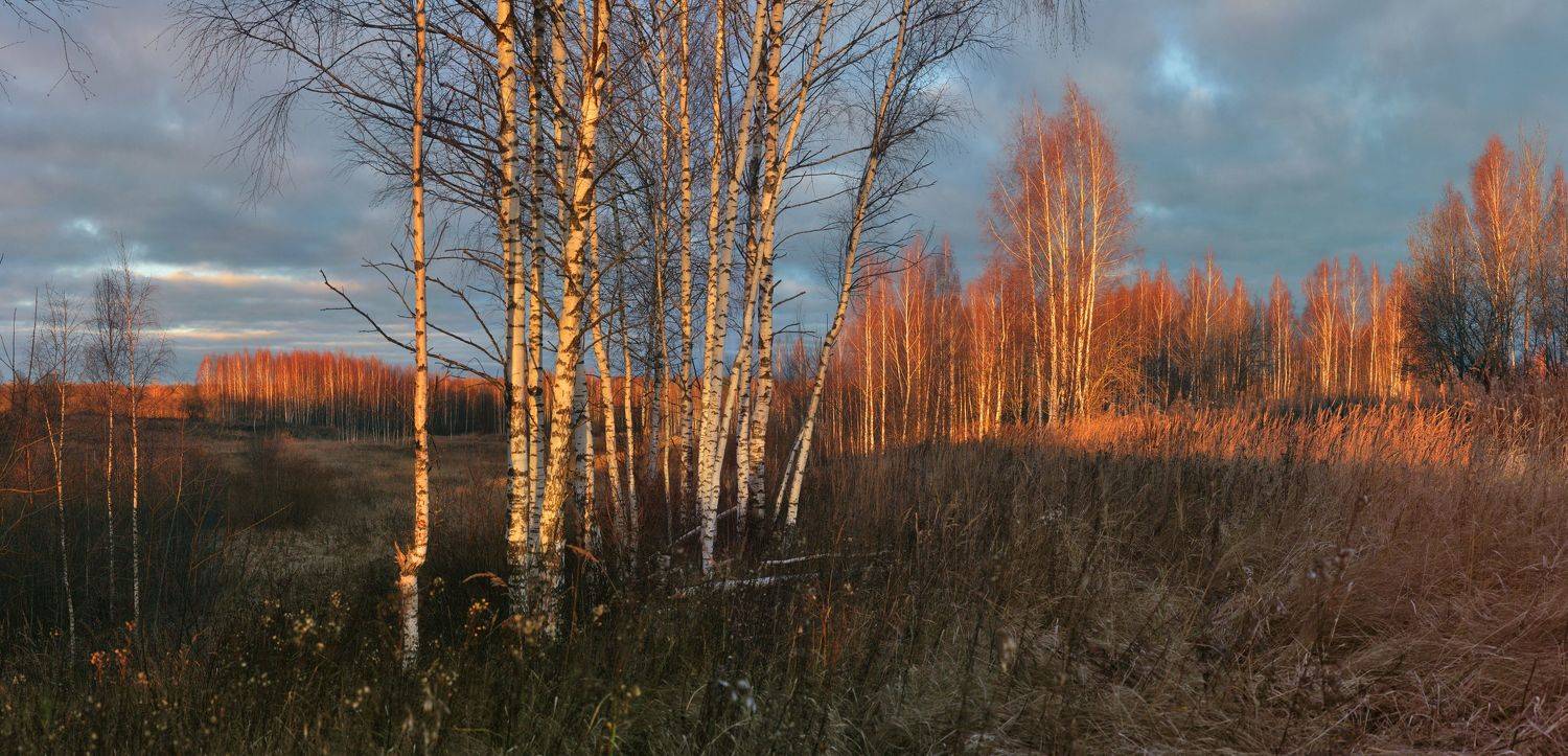 осень , поле ,лес, Александр Свистков