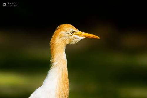 Cattle Egret (Bubulcus ibis)