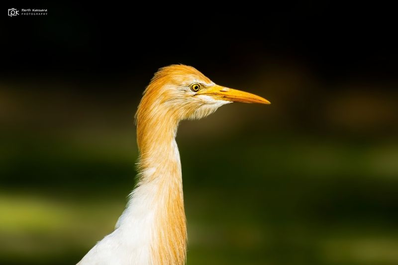 cattle egret, bubulcus ibis, grk, greater rann of kutch, nature, 35awards, 35photo, wildlife, birds, birds of india, parth kansara, parth kansara wildlife, indian wildlife, photo, photography, kutch, birds of kutch, nakhatrana, kutch wildlife, Cattle Egret (Bubulcus ibis) фото превью