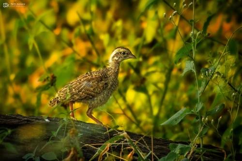 Gray Francolin (Ortygornis pondicerianus)