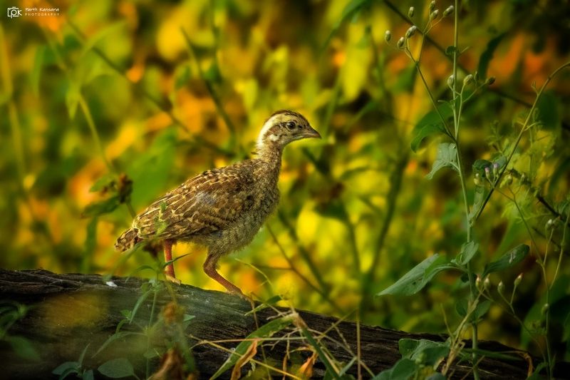 gray francolin, ortygornis pondicerianus, grk, greater rann of kutch, nature, 35awards, 35photo, wildlife, birds, birds of india, parth kansara, parth kansara wildlife, indian wildlife, photo, photography, kutch, birds of kutch, nakhatrana, kutch wildlife Gray Francolin (Ortygornis pondicerianus) фото превью