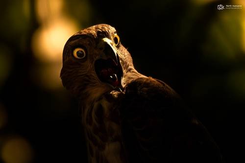 Shikra (Accipiter badius)