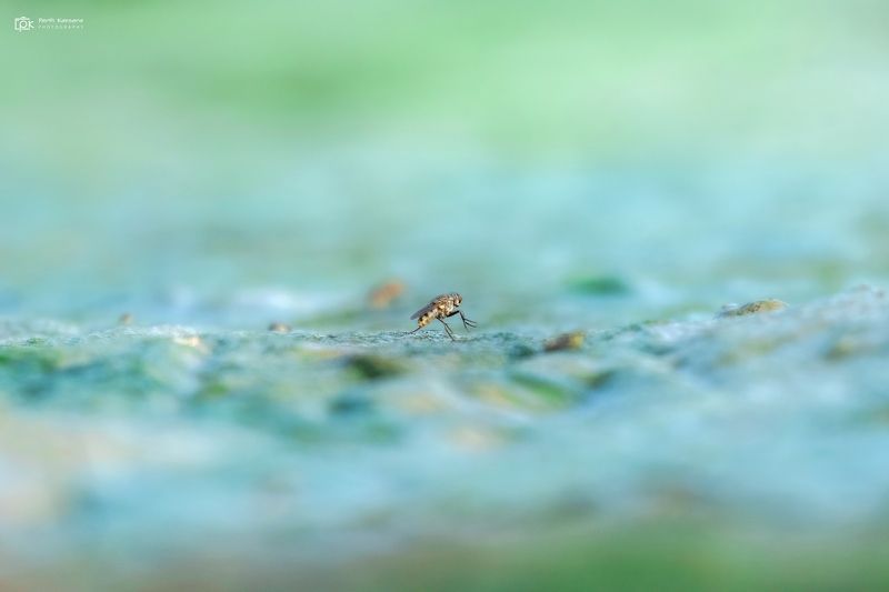 grk, greater rann of kutch, nature, 35awards, 35photo, wildlife, birds, birds of india, parth kansara, parth kansara wildlife, indian wildlife, photo, photography, kutch, birds of kutch, nakhatrana, kutch wildlife, Miniature World фото превью