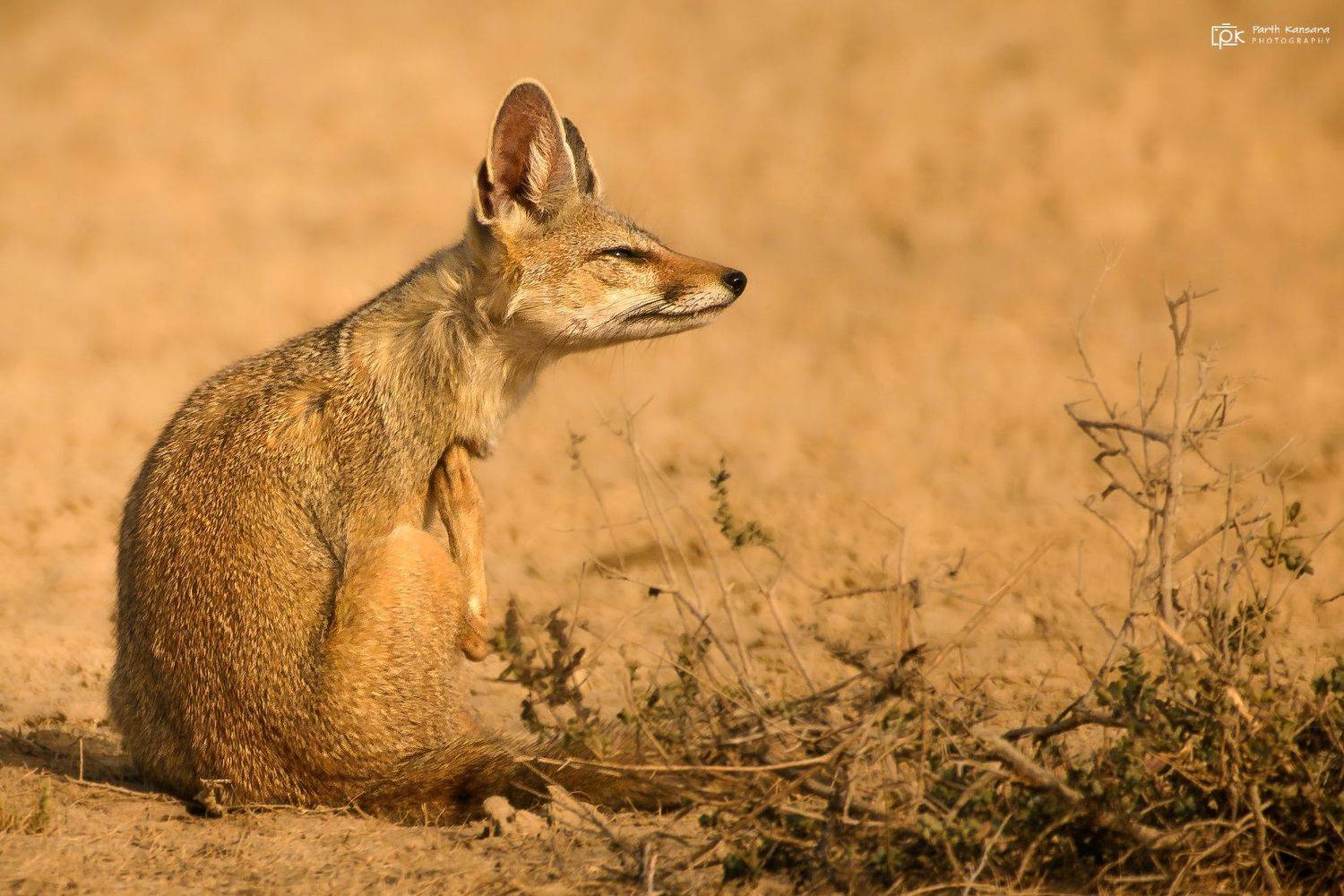 indian fox, vulpes bengalensis, grk, greater rann of kutch, nature, 35awards, 35photo, wildlife, birds, birds of india, parth kansara, parth kansara wildlife, indian wildlife, photo, photography, kutch, birds of kutch, nakhatrana, kutch wildlife,, parth kansara