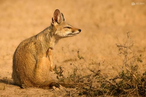 Indian Fox (Vulpes bengalensis)