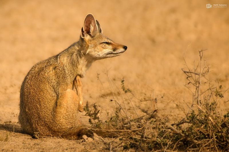 indian fox, vulpes bengalensis, grk, greater rann of kutch, nature, 35awards, 35photo, wildlife, birds, birds of india, parth kansara, parth kansara wildlife, indian wildlife, photo, photography, kutch, birds of kutch, nakhatrana, kutch wildlife, Indian Fox (Vulpes bengalensis) фото превью