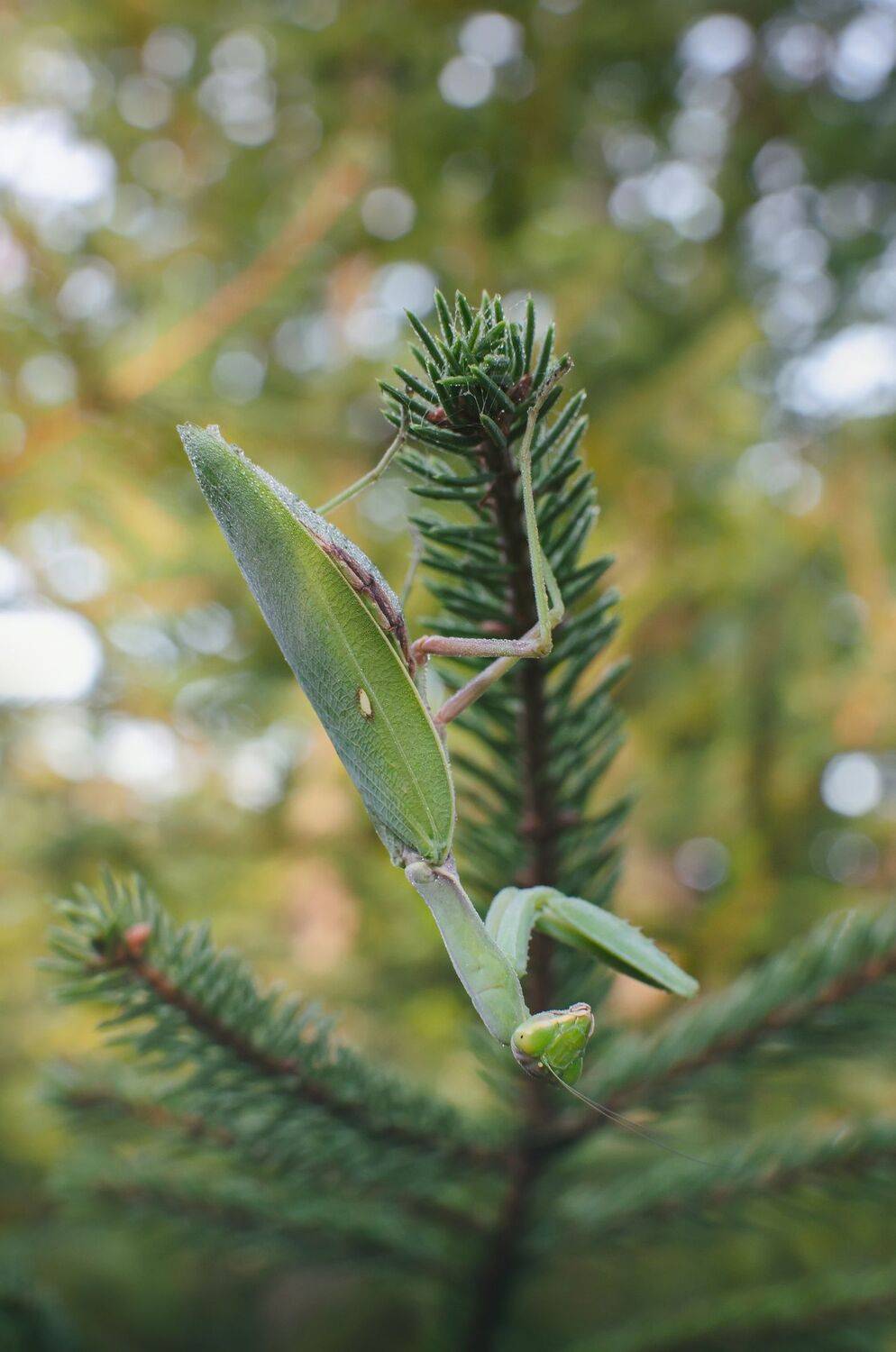 богомол, насекомое, хищник, зеленый, макро, Shadow Anna