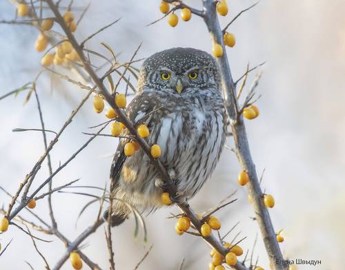 Eurasian pygmy owl