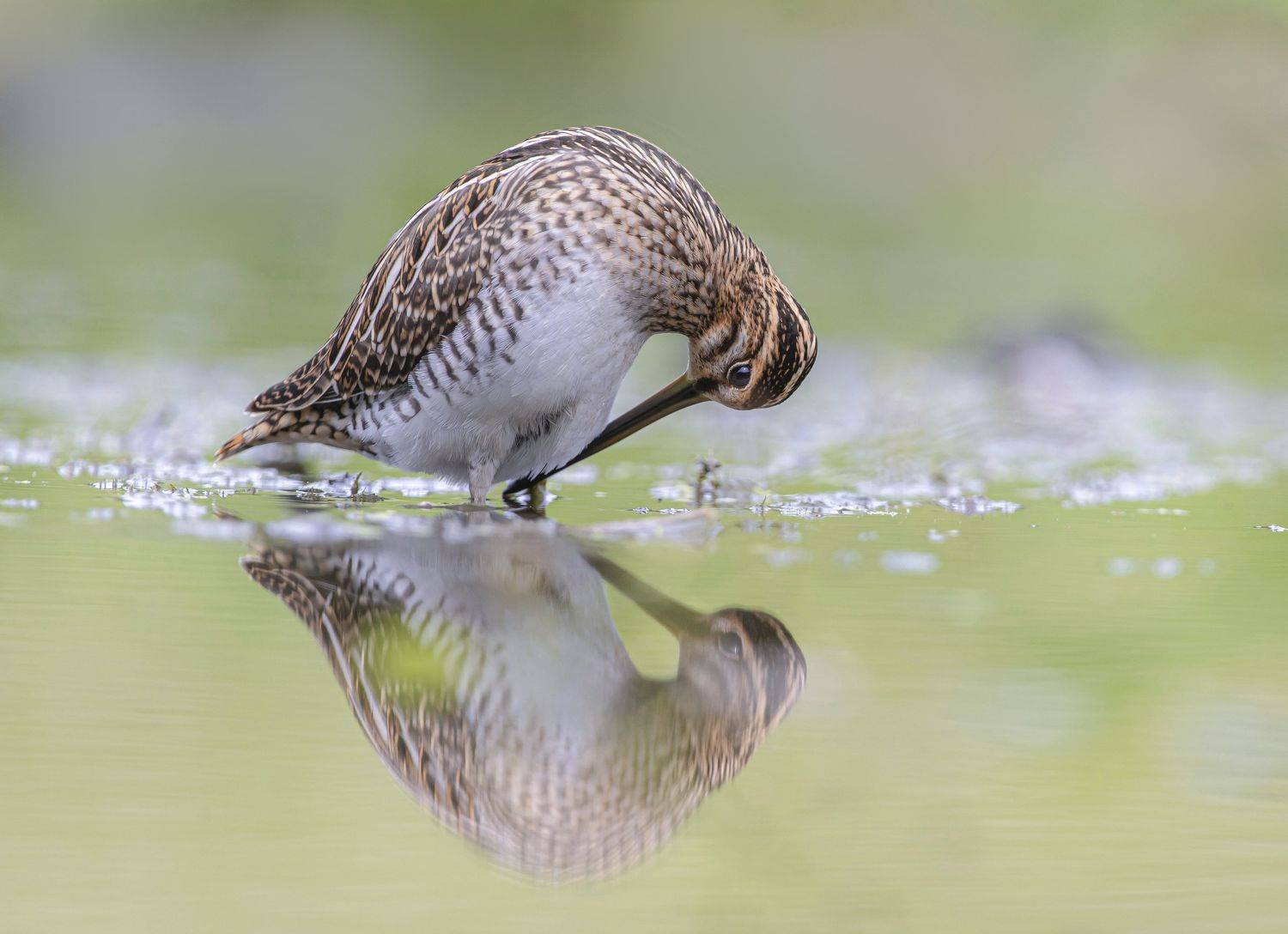 птицы,природа, лето, Андрей Киселёв