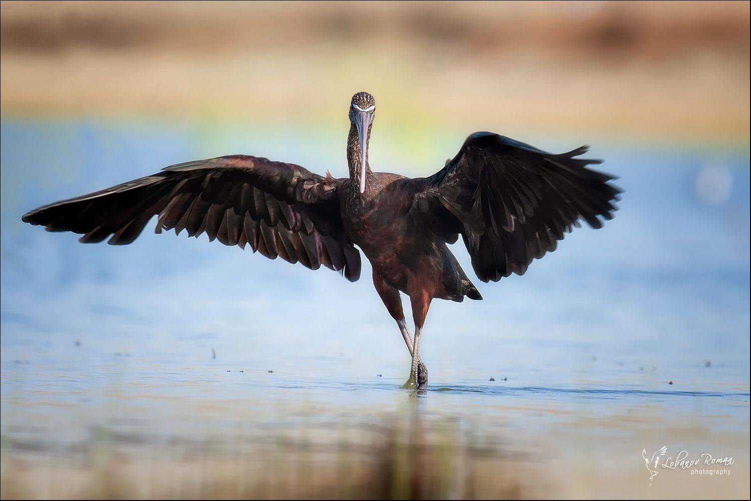 , Лобанов Роман