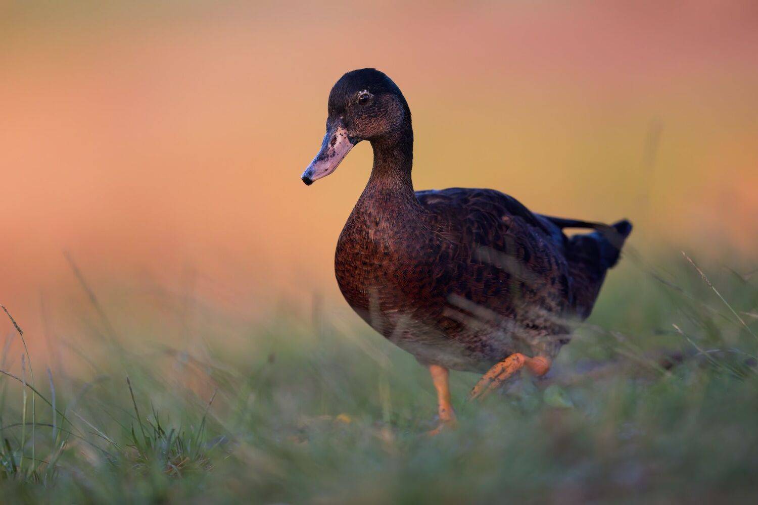 , Фруман Евгений