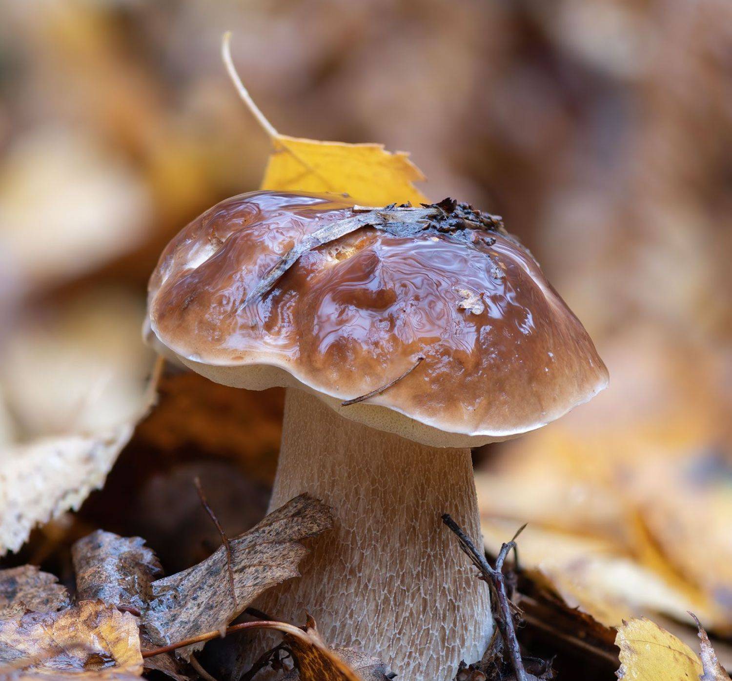 , Евгений Бушков