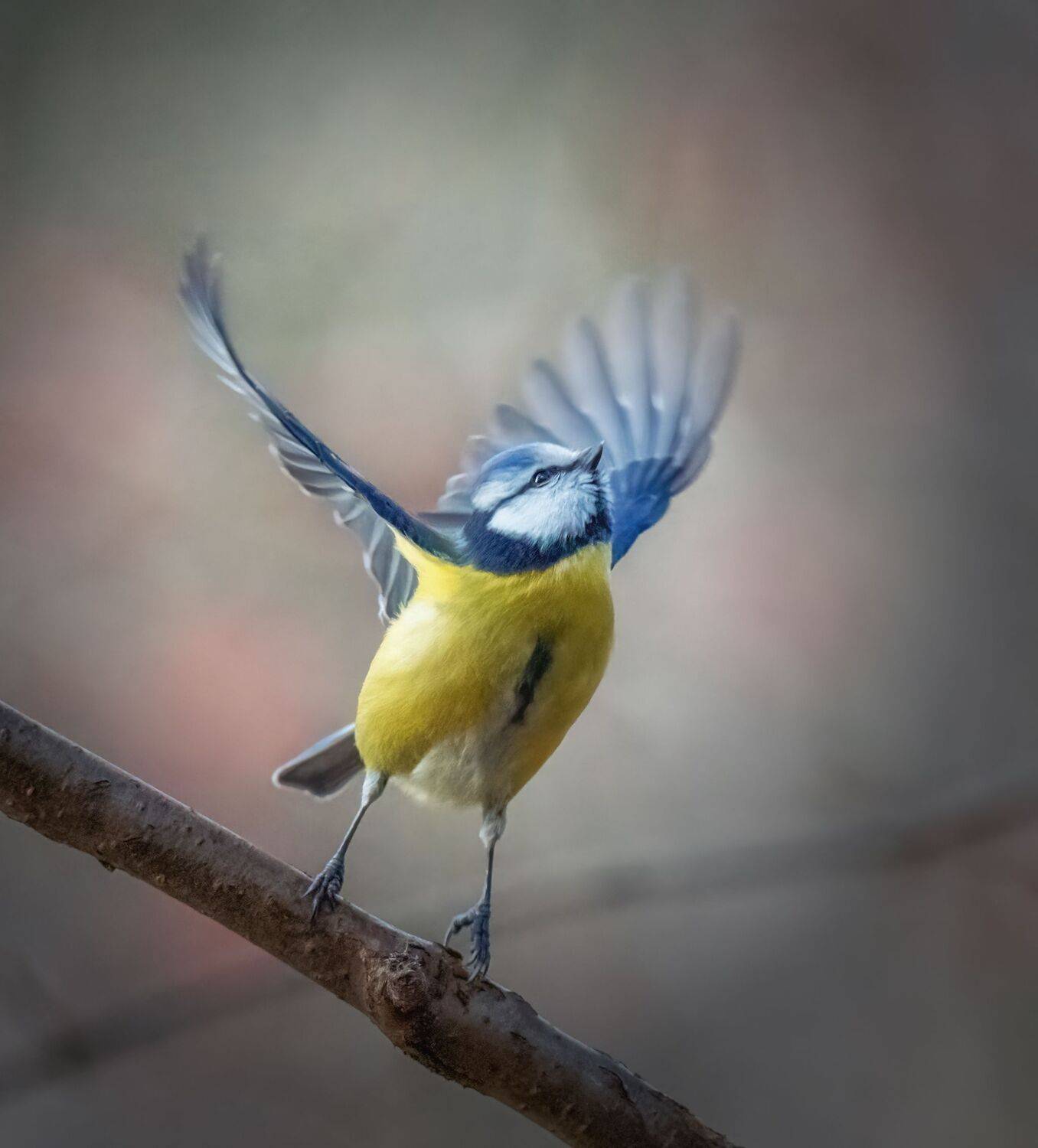 , Дэм Константин