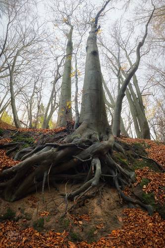 Mighty Beech Tree
